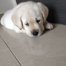 labrador puppies for adoption Image eClassifieds4U