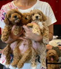 Lovely Shih-poo puppies Image eClassifieds4u 2