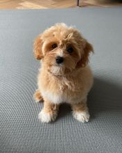 MALTIPOO PUPPIES AVAILABLE FOR FREE ADOPTION Image eClassifieds4U