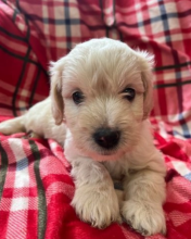 Miniature Goldendoodle Puppies Image eClassifieds4u 2