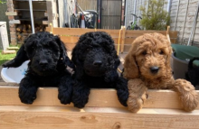 Miniature Goldendoodle Puppies Image eClassifieds4u 1