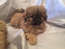 Pekingnese puppies ready to go... Image eClassifieds4u 2