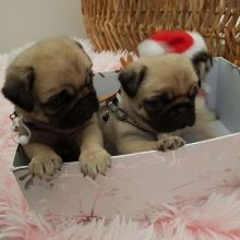 Pug Puppies For Free Adoption Image eClassifieds4U