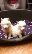 Samoyed Puppies for Samoyed lovers . Local deliveries Image eClassifieds4U