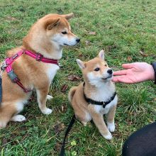 SHIBA INU PUPPIES AVAILABLE FOR FREE ADOPTION Image eClassifieds4u 2