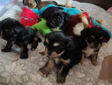 Shorkie puppies available for sale Image eClassifieds4u 2