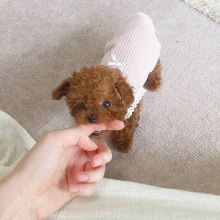 TOY POODLE PUPPIES READY TO GO TO THEIR NEW HOME Image eClassifieds4u 2