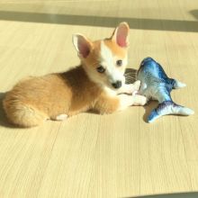 WELSH CORGI PUPPIES READY FOR ADOPTION Image eClassifieds4U