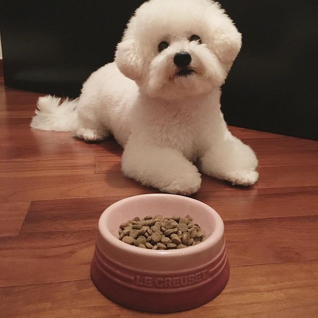 morkie puppies ready for adoption Image eClassifieds4u