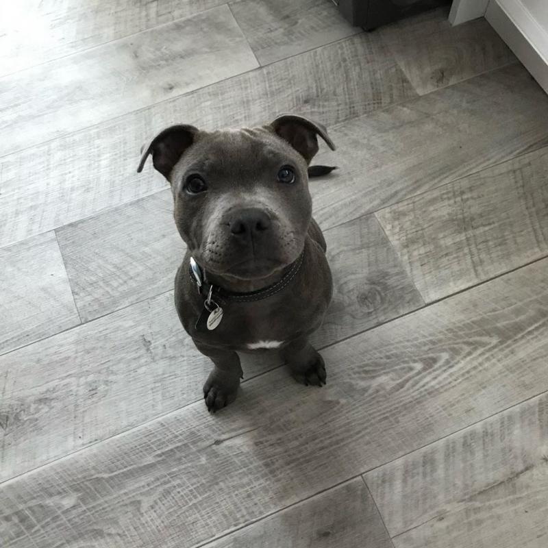 Pit Bull For Free Adoption Image eClassifieds4u