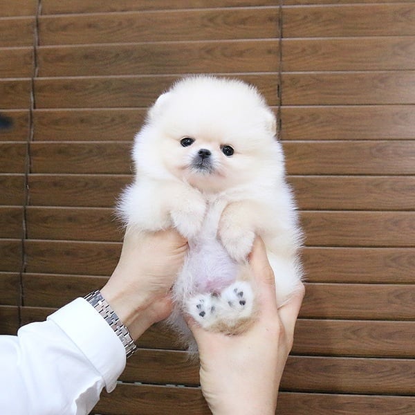 POMERANIAN PUPPIES FOR ADOPTION Image eClassifieds4u