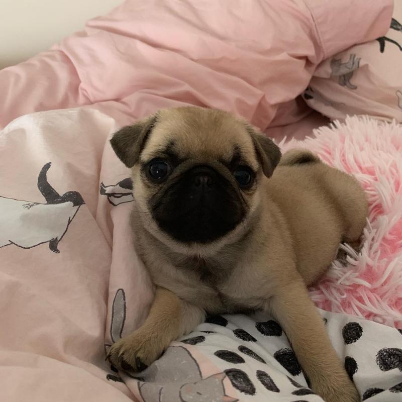 Pug Puppies For Free Adoption Image eClassifieds4u