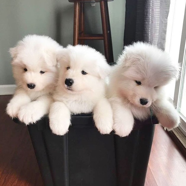 Samoyed Puppies Already Good To Go To Their New Home Image eClassifieds4u