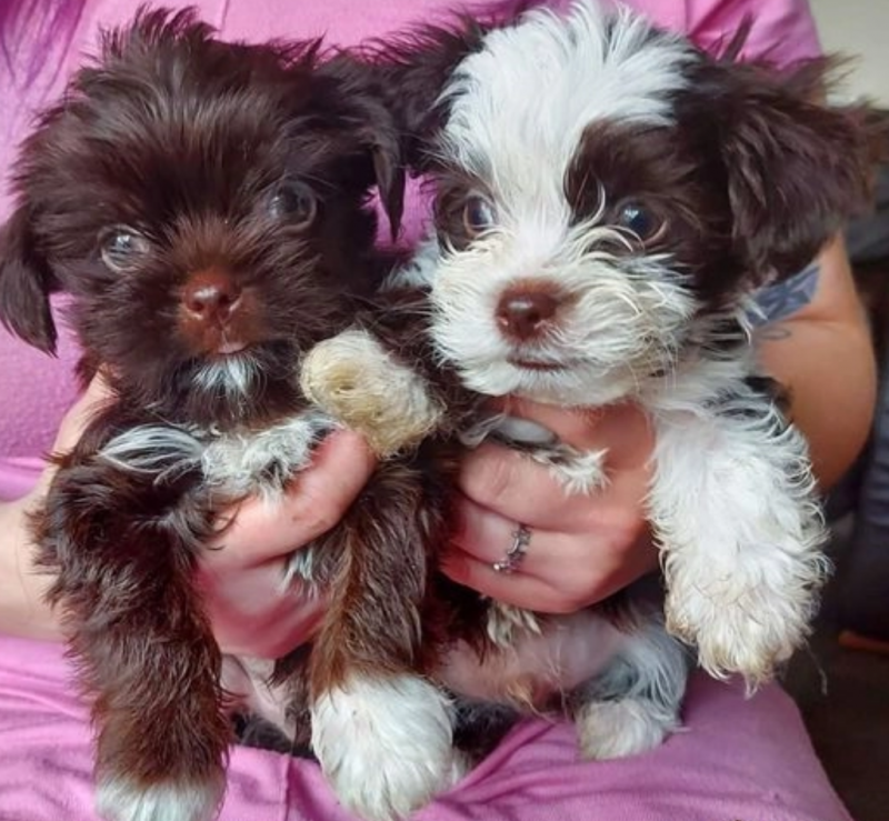 Shorkie puppies available for sale Image eClassifieds4u