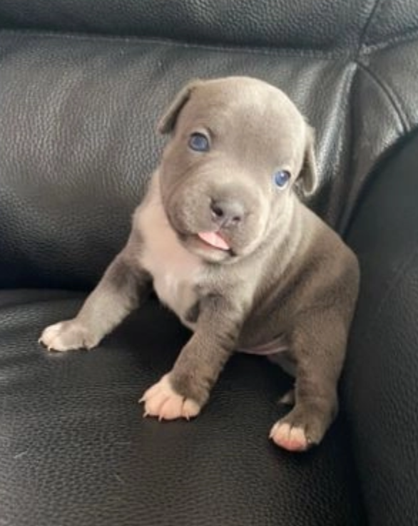 Staffordshire bull terrier puppies. Image eClassifieds4u