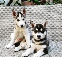 Clean Siberian Husky Puppies for adoption fast replies via emails