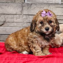 Cute male and female Bernedoodle Puppies available.