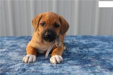 Lovely Rhodesian Ridgeback puppies.