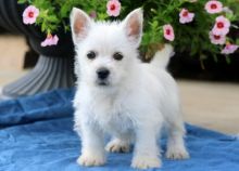 Lovely West Highland White Terrier puppies.