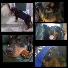 Stunning and healthy Rottweiler Puppies for adoption