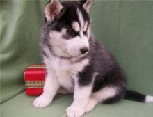 Top quality male and female Siberian Husky puppies.