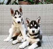 Clean Siberian Husky Puppies for adoption Image eClassifieds4U