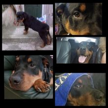 legit pets Stunning and healthy Rottweiler Puppies for adoption Image eClassifieds4U