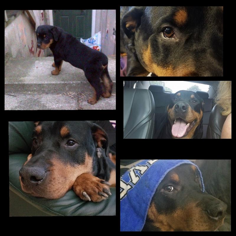 Stunning and healthy Rottweiler Puppies for adoption Image eClassifieds4u