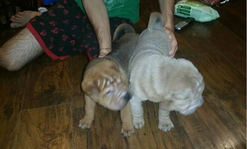 Two Shar Pei puppies for great homes Image eClassifieds4u