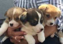 Welsh Corgi Pembroke puppies for sale