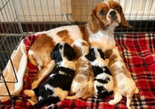 Absolutely gorgeous litter of cavalier King Charles spaniels