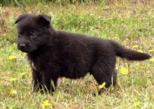 Adorable German Shepherd puppies