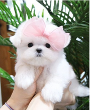 Adorable Maltese puppies available
