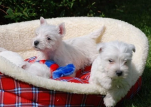 Adorable West Highland Terrier puppies