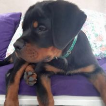 Awesome Rottweiler puppies