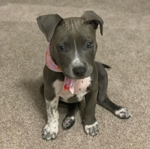 cute and adorable American blue nose pit-bull for adoption