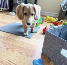 Dachshund puppies for free adoption