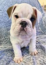 English Bulldog Puppies Ready To Go