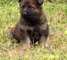 GERMAN SHEPHERD PUPPIES FOR FREE ADOPTION