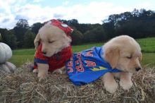 Golden Retriever Puppies Happy, Healthy And Fun loving