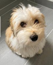 HAVANESE PUPPIES AVAILABLE FOR FREE ADOPTION