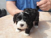 Havanese Puppies Ready To Leave At 12 Weeks Old