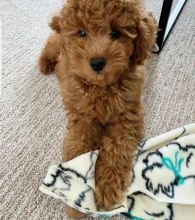 Home trained Golden Doodle puppies for great homes.