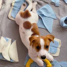 Jack Russell Terrier Puppies, Absolutely Adorable
