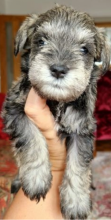 KC Registered Miniature Schnauzer Puppies!