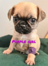 KC Registered Pug puppies available