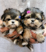 Male and female Morkie puppies for sale