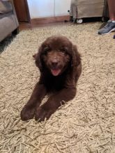 Newfoundland Puppies 12 Week Old CKC Registered