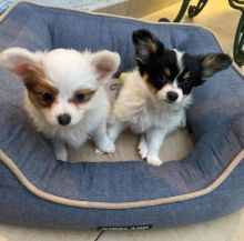 Papillon puppies available
