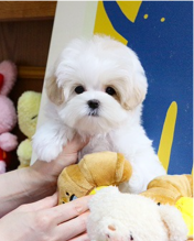 Precious Maltipoo puppies available